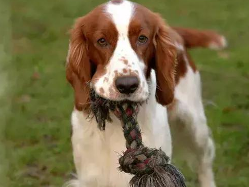 动物星球·世界名犬赏析——威尔斯激飞猎犬！