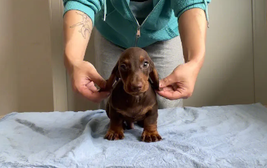 腊肠犬长毛好还是短毛好 腊肠犬长毛好还是短毛好