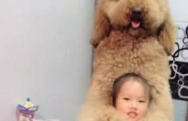 宠物护主,萌宠巨型贵宾犬将犯错的小主人搂在怀中,为其撑腰! 宠物护主,萌宠巨型贵宾犬将犯错的小主人搂在怀中,为其撑腰!