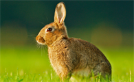 兔子耳朵上有结痂是什么病