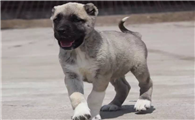 坎高犬，世界上唯一被视为国宝的猛犬，并禁止出口！