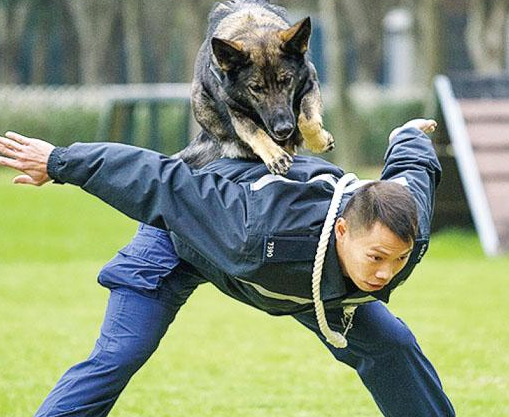 警犬在训练时钻到嫌犯裤裆下傻笑，这也太不正经了哈哈哈...