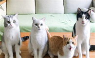 花花与三猫死掉的猫