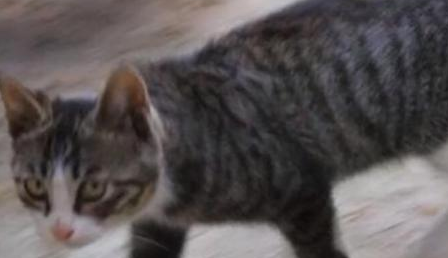 网友诱捕了一只瘦小虎斑猫回家，才养3个月发生惊人转变！