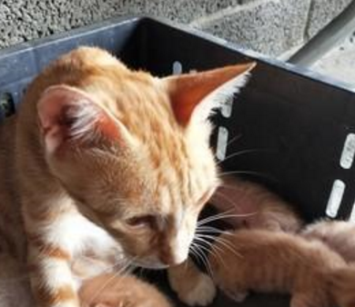 小猫听到铁盆声音，立马乖乖跳进去，网友：奶奶的最强猫咪召唤术 