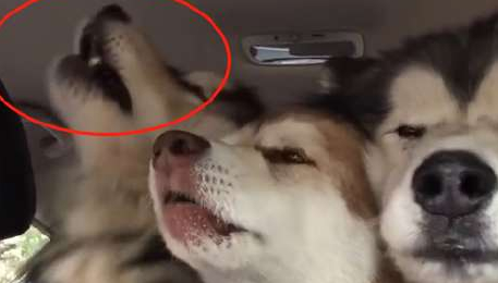主人带着3只阿拉斯加出门,中途都不敢停车,就是三个自动喇叭 主人带着3只阿拉斯加出门,中途都不敢停车,就是三个自动喇叭
