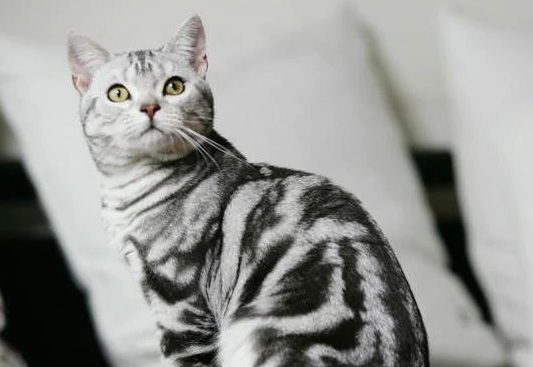 有条纹的猫是什么品种 有条纹的猫是什么品种