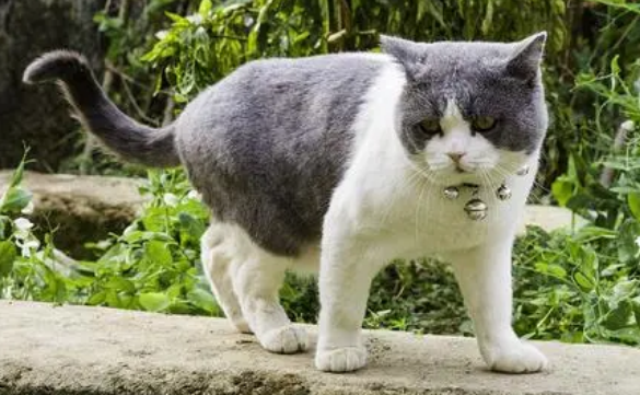 周公解梦梦见猫好不好 周公解梦梦见猫好不好