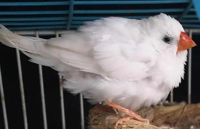 治疗鸟炸毛需要什么药