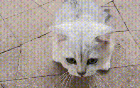 因病被主人弃养的宠物猫，躺在路边默默等死，还好有人没放弃它
