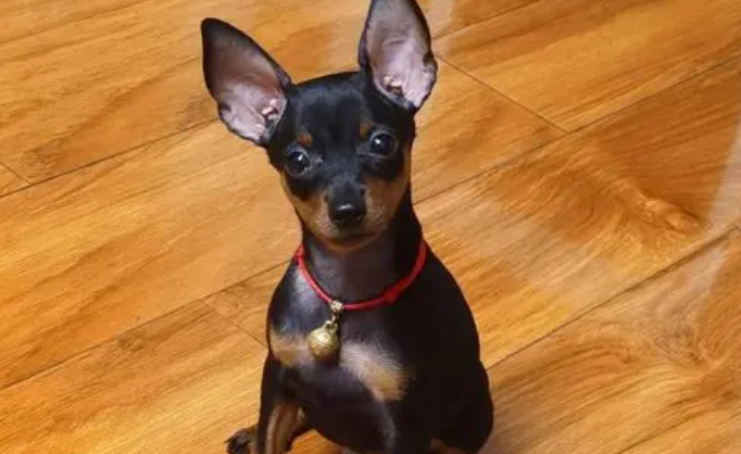 小鹿犬和吉娃娃哪个贵 小鹿犬和吉娃娃哪个贵
