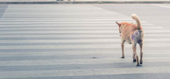 36斤混种犬突然冲出马路,与机车相撞,车主头撞地重伤送院不治 36斤混种犬突然冲出马路,与机车相撞,车主头撞地重伤送院不治