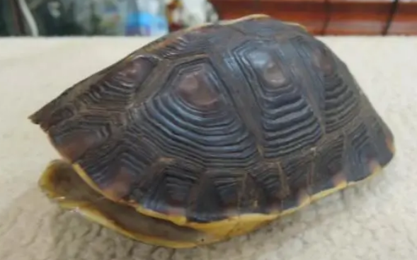 乌龟壳硬度多少