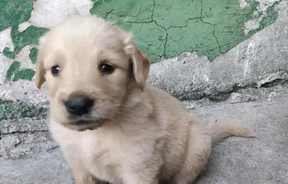 幼犬拉稀吃什么药最好