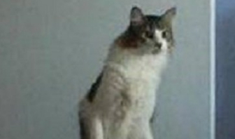 猫咪发现床上不对劲,锁定目标后发现,喵:居然背着我偷吃 猫咪发现床上不对劲,锁定目标后发现,喵:居然背着我偷吃