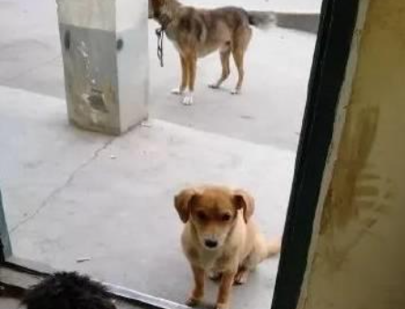 一直以为网上说狗狗非常通人性是说笑，直到我遇到一只小白狗