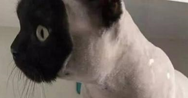 徒手抱起3只橘猫,意外的事情发生了! 徒手抱起3只橘猫,意外的事情发生了!