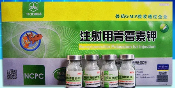 青霉素可以治狗狗什么病 青霉素可以治狗狗什么病
