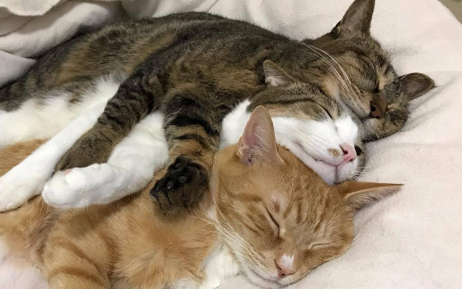 怎样猫猫才能挨着主人睡觉