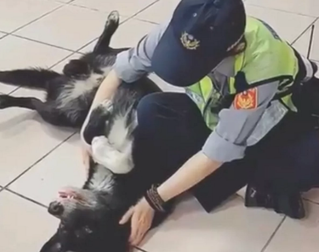 狗狗到派出所蹭饭，还骗走警员的心，“渣狗”还有两个主人