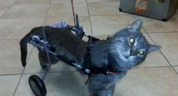 猫咪被前主人扭断脖子,幸好遇见现主人,让它再一次相信人类 猫咪被前主人扭断脖子,幸好遇见现主人,让它再一次相信人类