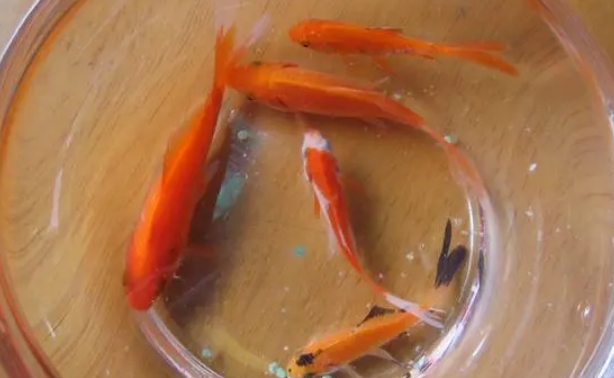 小金鱼多久换一次水