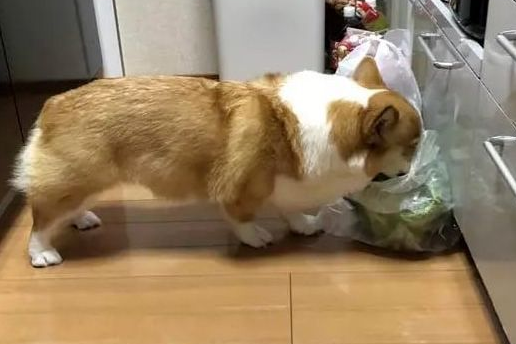 柯基半夜进厨房偷吃，被主人当场抓包：是菜先动的手！