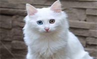 一只小猫大概多少钱