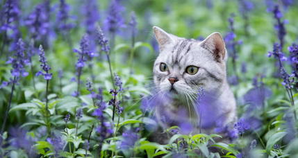 薰衣草对猫来说有毒吗 薰衣草对猫来说有毒吗