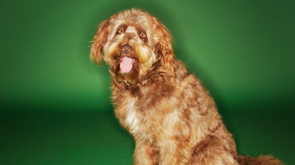奥达猎犬的养护常识,多个细节体现健康状态 奥达猎犬的养护常识,多个细节体现健康状态