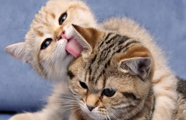 用试纸测猫瘟准吗