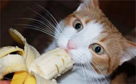 小猫可以吃香蕉吗