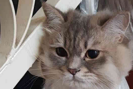 4只肥猫被挂起,刚想吐槽主人,一看他们闯的祸闭嘴了! 4只肥猫被挂起,刚想吐槽主人,一看他们闯的祸闭嘴了!