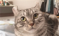 央视辟谣怀孕不能养猫