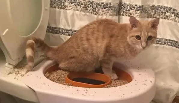 训练猫咪上马桶成功率大吗