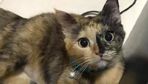 猫咪打碎电视机,主人气的想扔猫,猫咪却满脸无辜的看主人 猫咪打碎电视机,主人气的想扔猫,猫咪却满脸无辜的看主人