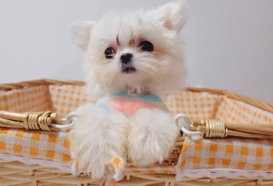 马尔济斯犬图片小时候 马尔济斯犬图片小时候