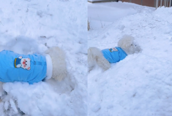 比熊犬狗生第一次玩雪，四处翻滚的样子好像沾满糖霜的棉花糖