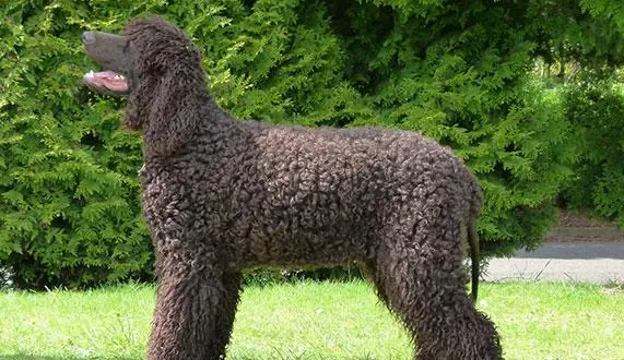 爱尔兰水猎犬的形态特征丨体型中等外表威风 爱尔兰水猎犬的形态特征丨体型中等外表威风