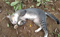 小猫死后多久可以投胎