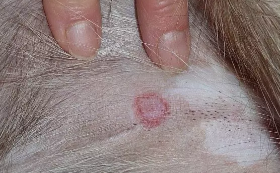 健肤美毛处方粮病例——犬真菌性皮肤病分享
