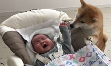柴犬照顾小宝，比主人还上心，因负责走红，网友：“合格保姆” 