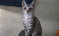 小猫特别皮 大了会好吗