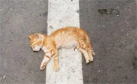 在路上碰到死猫解除忌讳