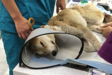 上海普佳宠物医院正规吗