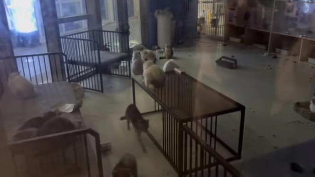 猫咖店内多只猫咪被困，物业：店主拖欠房租，不少爱心人士去喂猫
