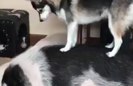 网友养一只哈士奇和一只猪,每次为了叫猪起床,二哈也是拼了 网友养一只哈士奇和一只猪,每次为了叫猪起床,二哈也是拼了