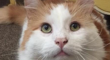 带回一只生病小猫,流浪猫把它当自己孩子疼,母爱太伟大 带回一只生病小猫,流浪猫把它当自己孩子疼,母爱太伟大