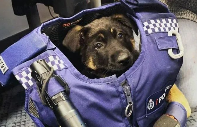 超可爱预备役狗狗警官：威风帅气的警犬，小时候格外软萌啊