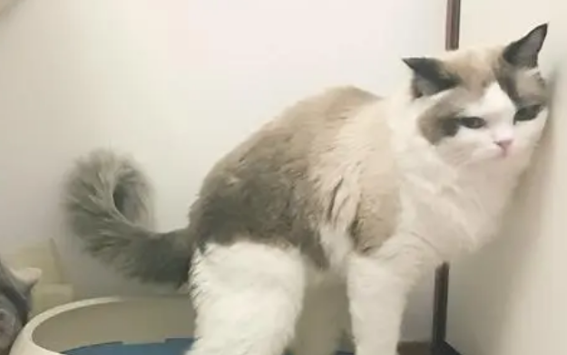 小猫拉黄色稀屎